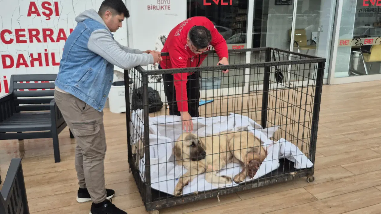 Kayıp köpeğini vurulmuş olarak buldu: Şüpheli tutuklandı