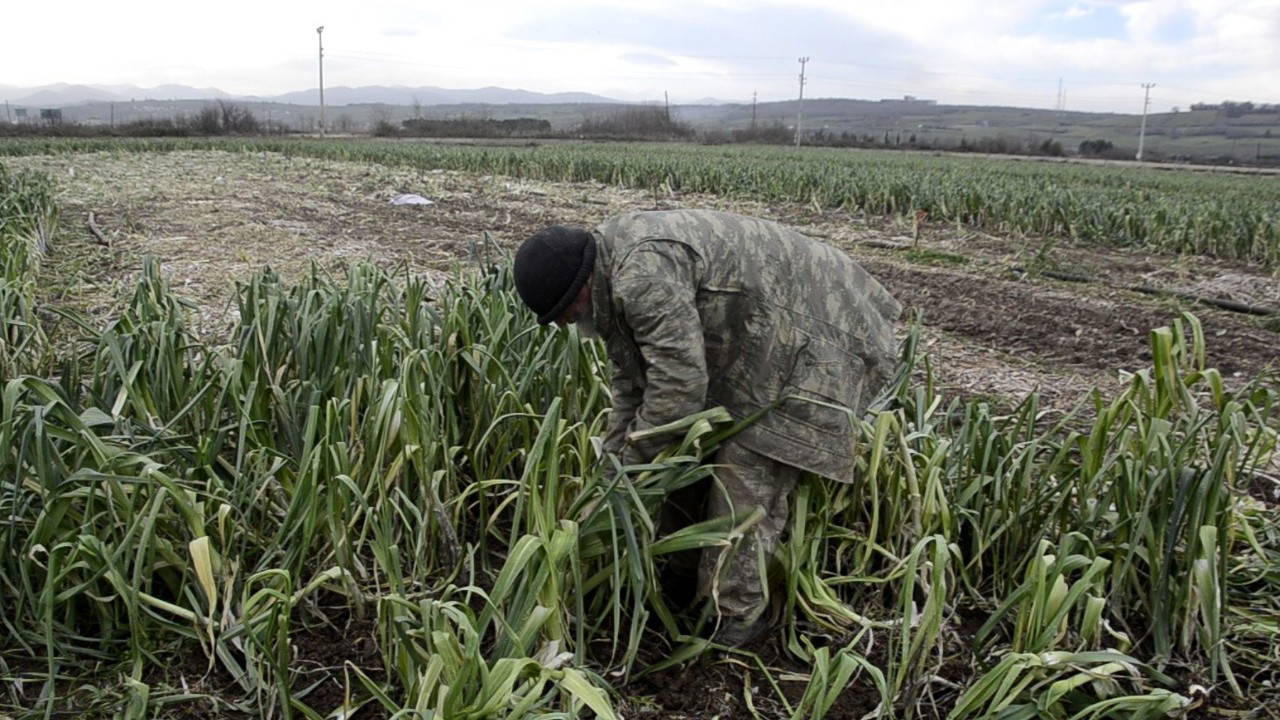 Binlerce dekar mahsul para etmedi: Maliyet 15 lira, satış 10 lira!