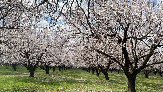 Kayısı ağaçları çiçek açtı, Iğdır Ovası beyaza büründü