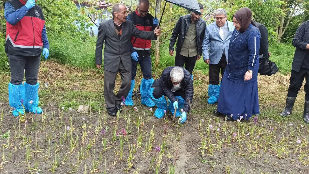 Doğa yürüyüşünde gördü, hayatı değişti! Doğadan toplaması yasak, bahçede yetiştirmesi servet değerinde....