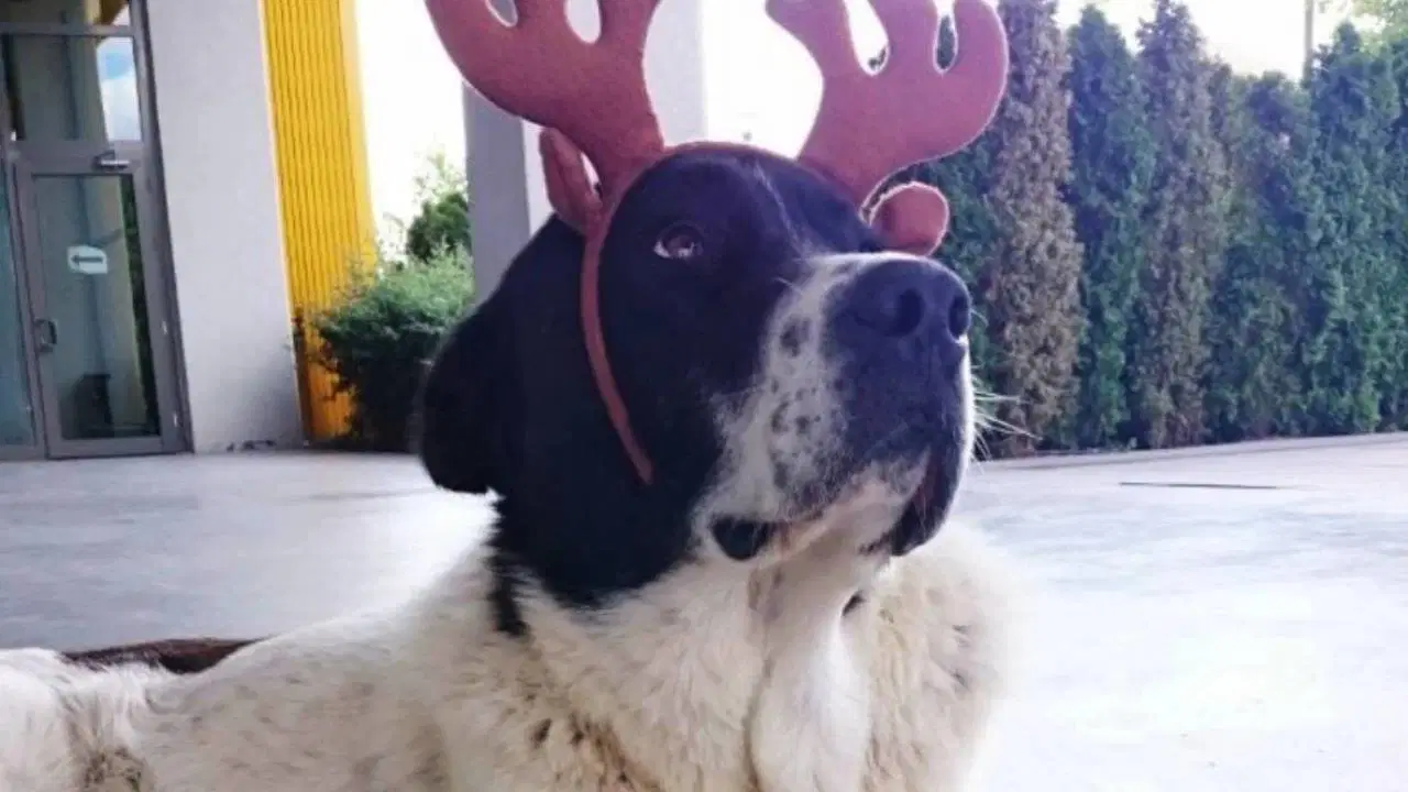 Matmazel’in ölümü hakkında soruşturma