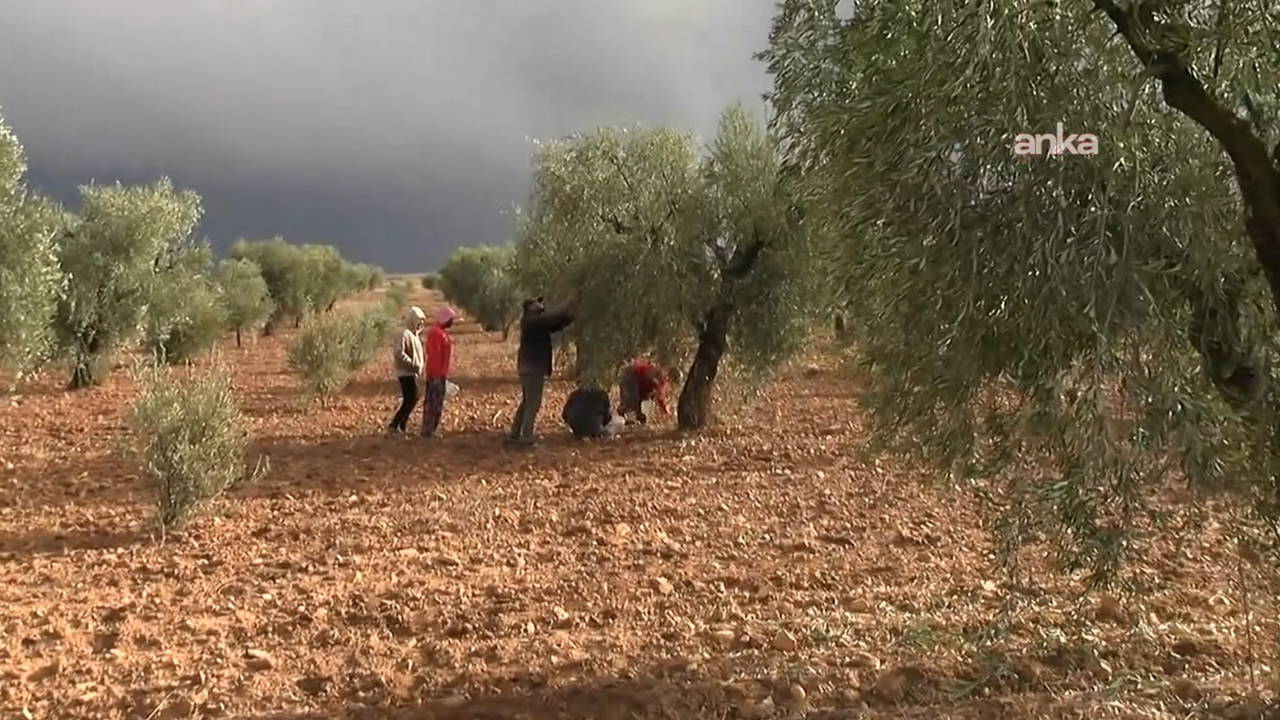 Kilis’te kuraklık zeytin üretimini vurdu... Üreticiler isyan etti: 'Verim kısıtlı, geçim zor!'