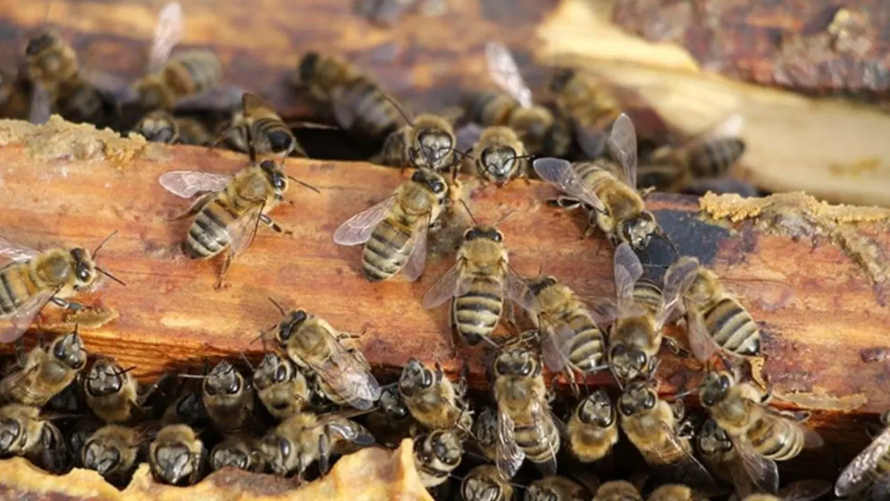 Arıların fosilleşmiş kemiklere yuva kurduğu ortaya çıktı!