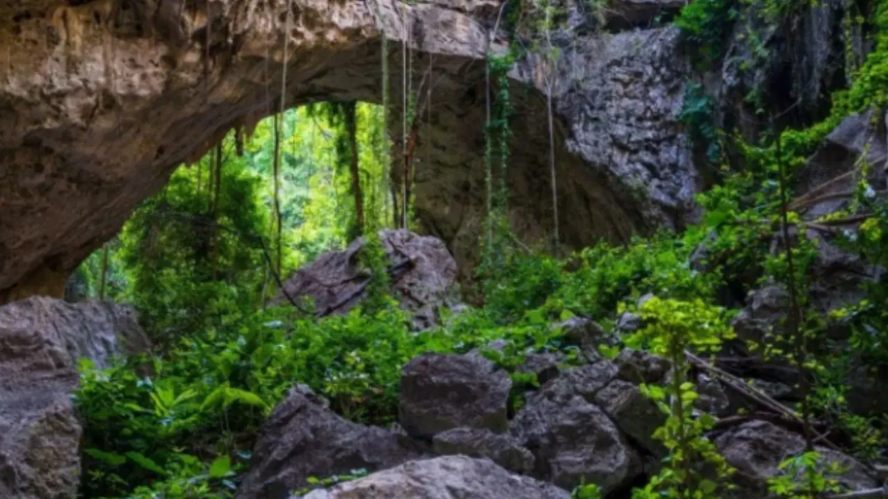 Bilim dünyasını şaşırtan keşif: Kamboçya’da uçan yılan bulundu