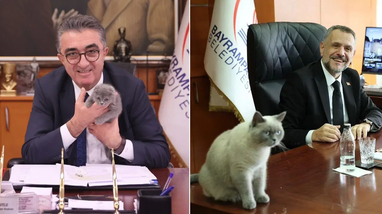 Kediye de 'kayyum' atandı!