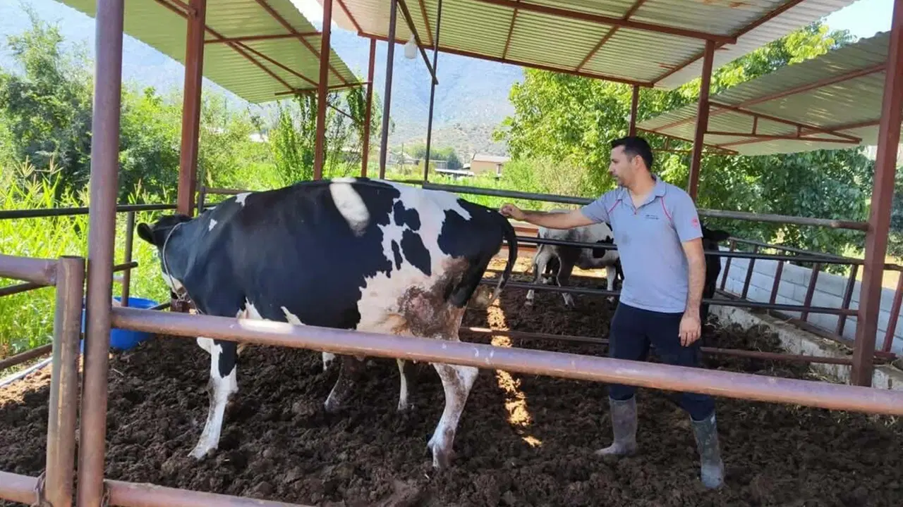 Tüm hayvan hareketliliği durduruldu: Muğla'da 11 mahallede şap karantinası