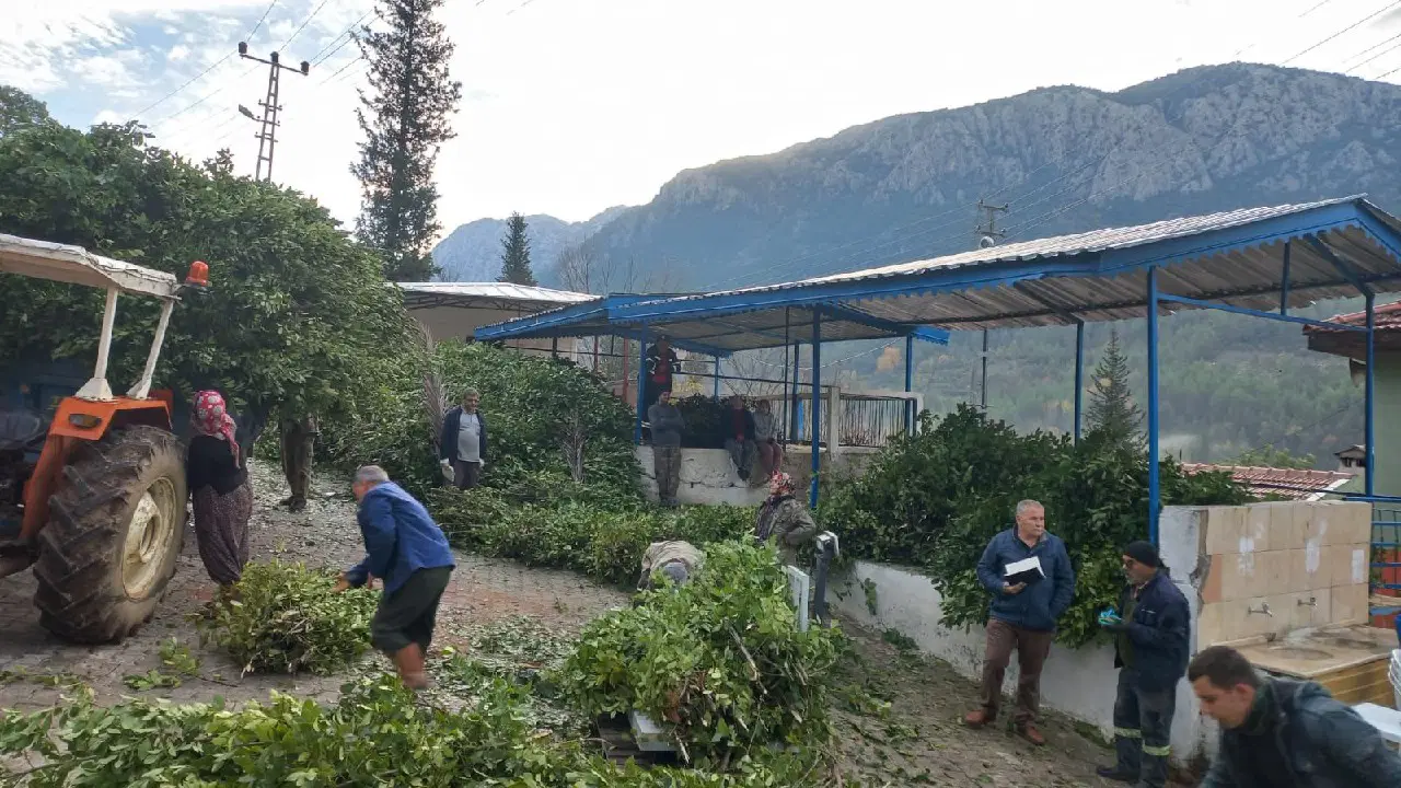 Kilosu 25 liradan satılıyor! 100 ailenin geçim kaynağı...