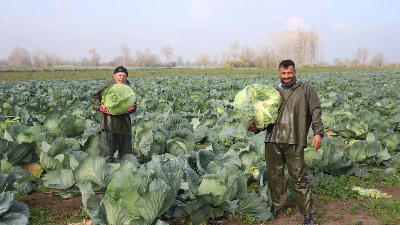 Sakarya'da yetişiyor: Tarlada 50, markette 200 lira..