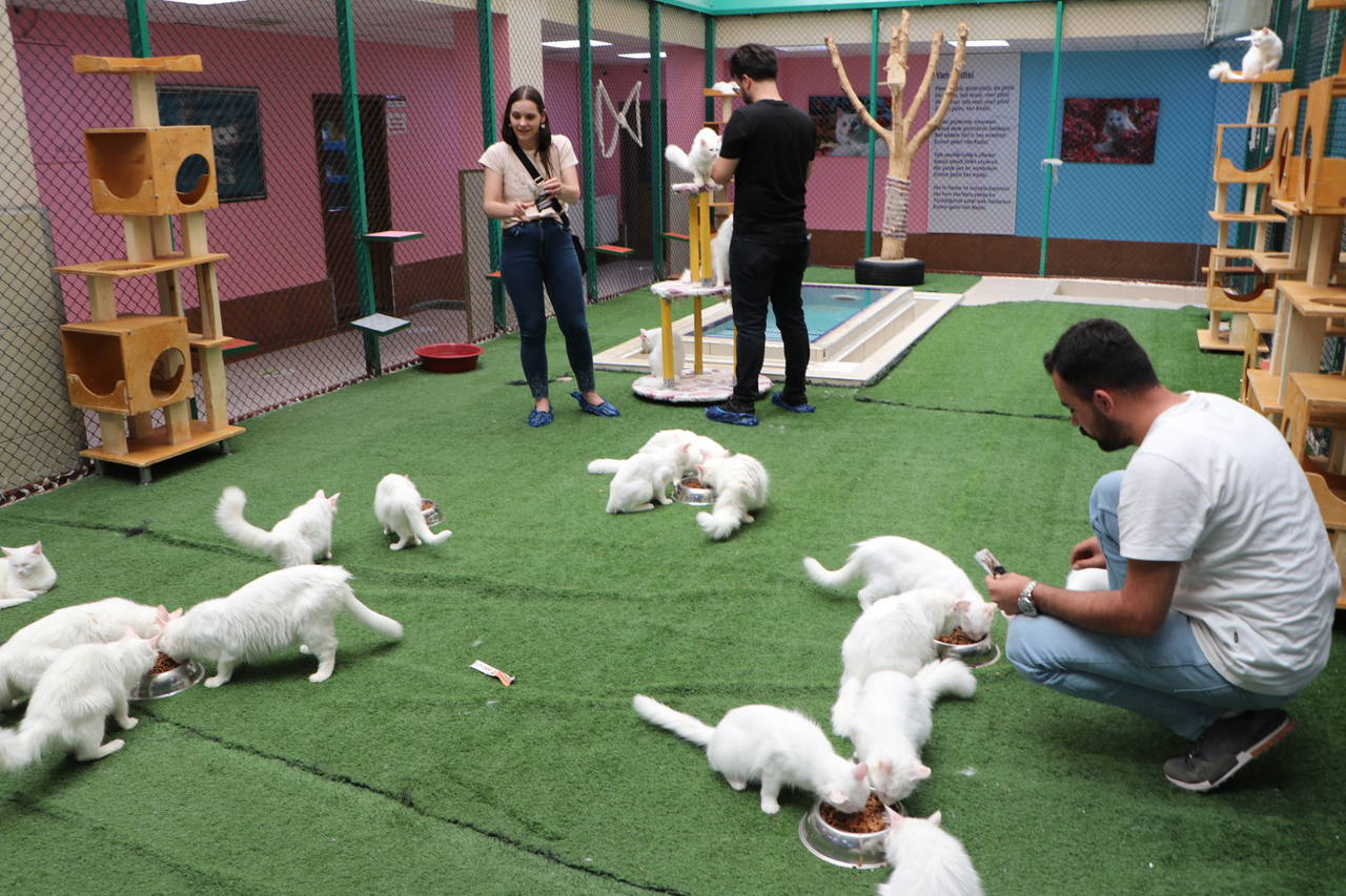 Van Kedi Villası'nda 100 yavru doğdu: Binlerce ziyaretçi akını