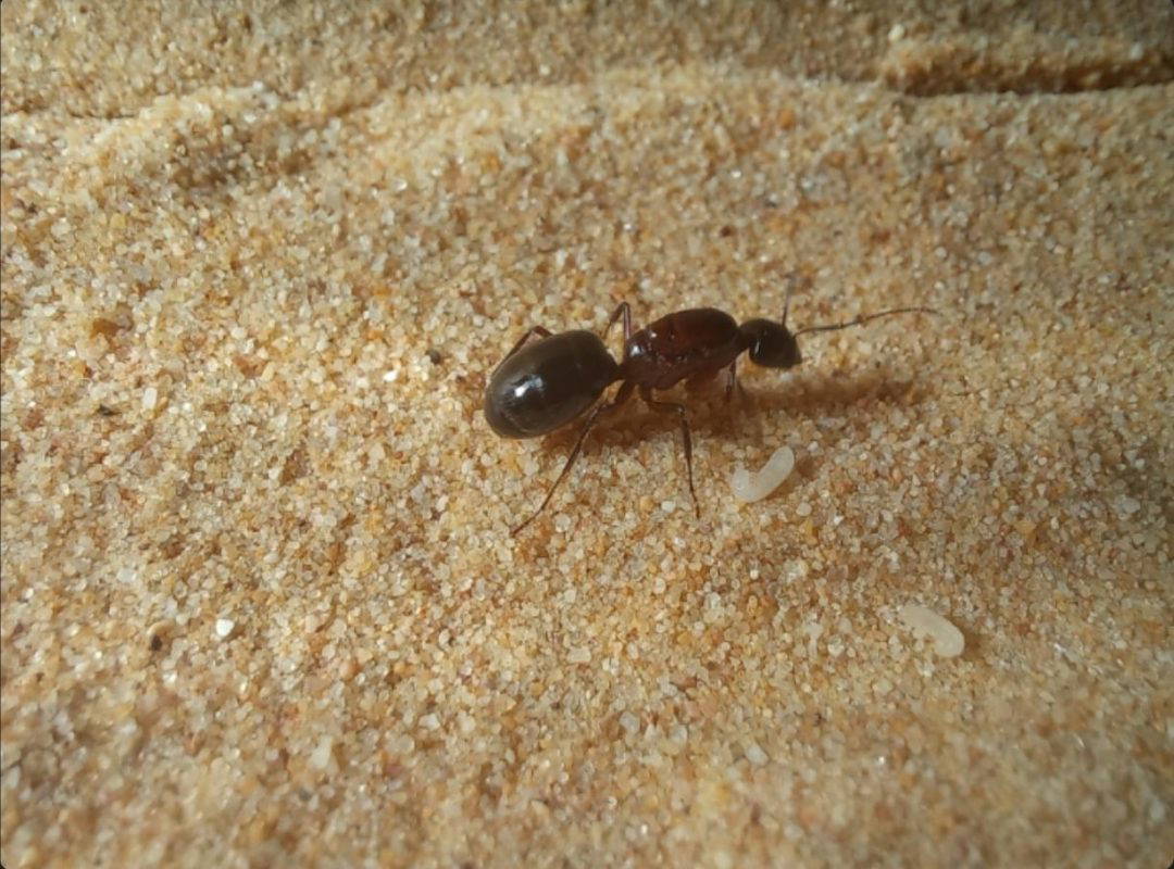 Kraliçe karınca kaçakçılığına 1 yıl hapis