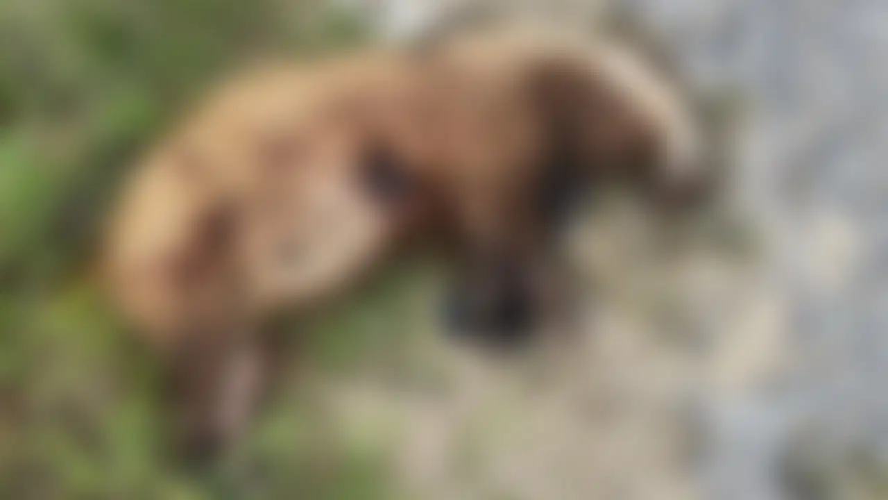 Aydın'da nesli tehlike altında olan Avrupa porsuğunu öldürdüler!