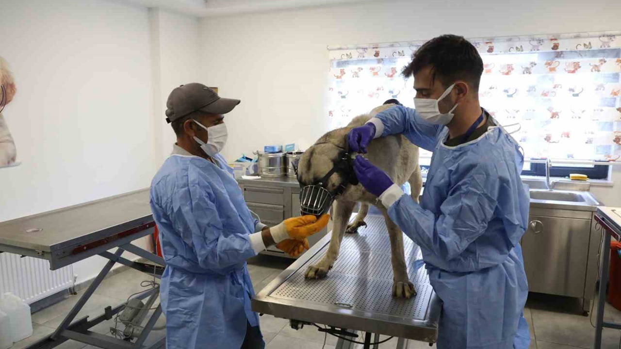 Uyuz tanısı konulan 50 köpek tedaviye alındı