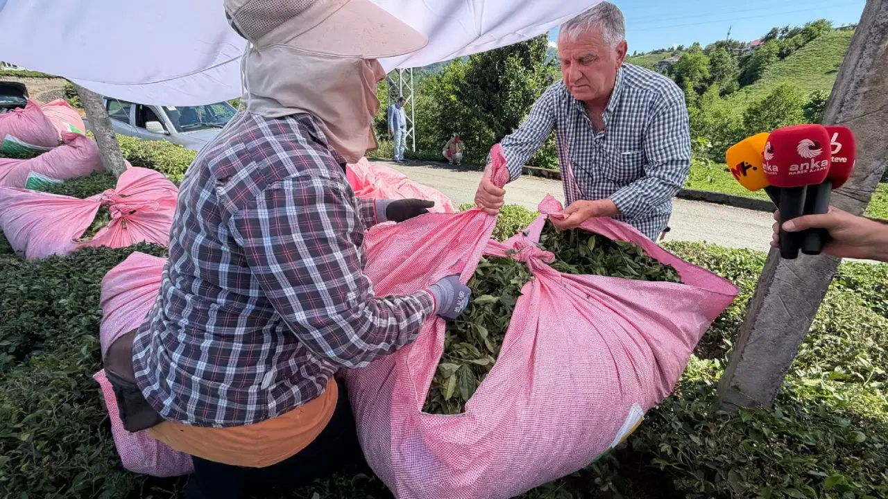 Rize’de çay üreticilerin isyanı: '1 kilo çayla 2 ekmek bile 