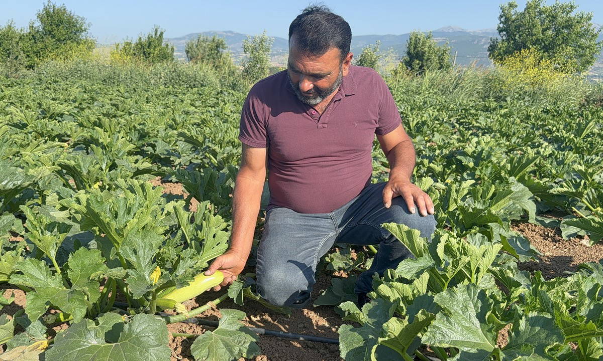 Meyvesini don vurdu, yılın ilk mahsulünü ücretsiz dağıttı!