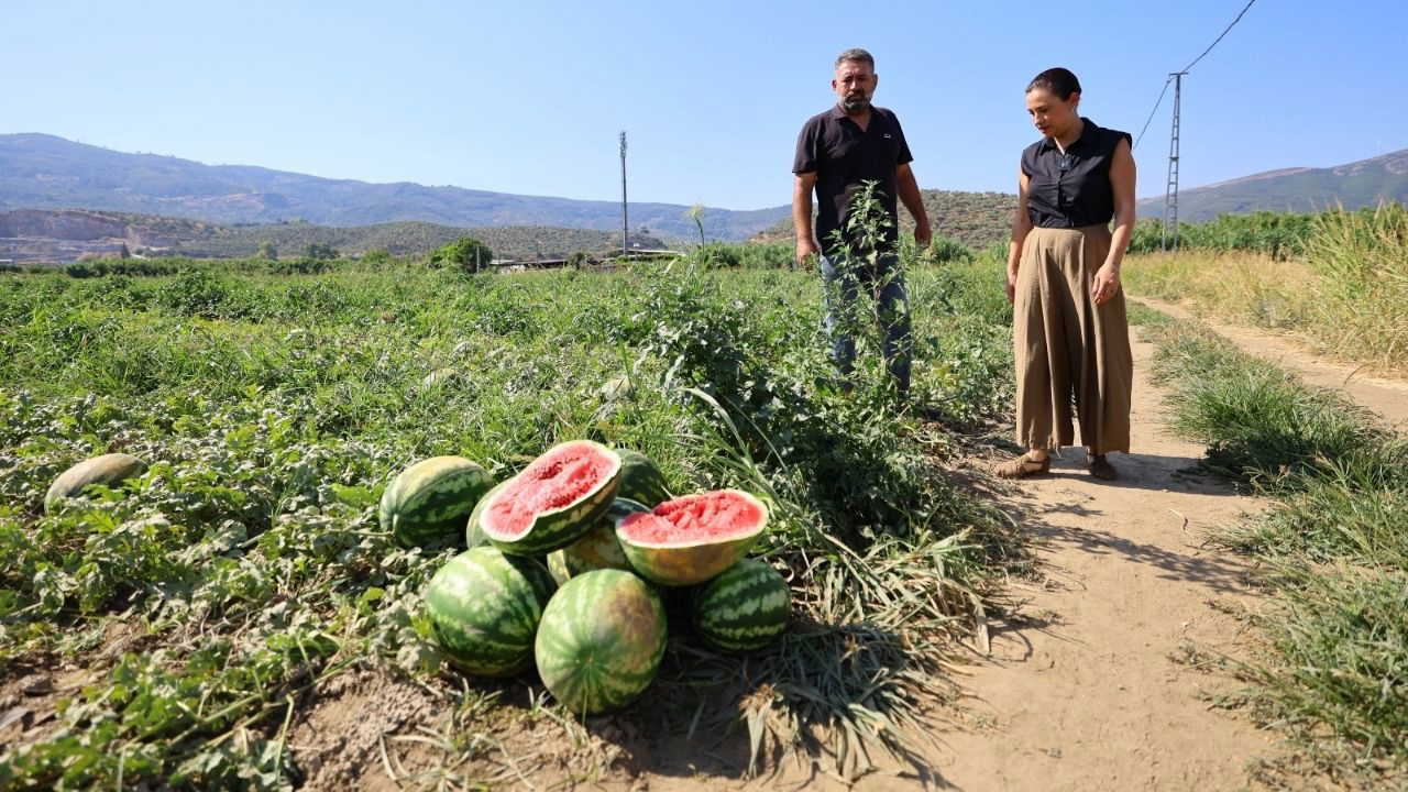 Ürünü tarlada kalan çiftçiye Başkan Sengel'den destek