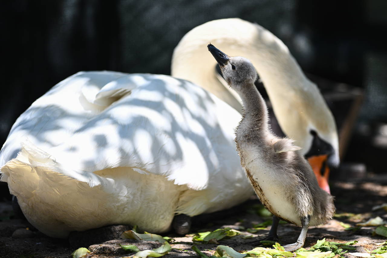  Kuğulu Park’tan sevindirici haber: 15 yıl sonra ilk kez beyaz kuğu doğdu