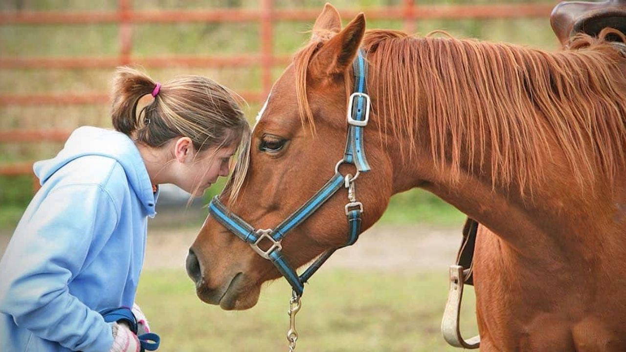 At nasıl hisseder, insan nasıl iyileşir?