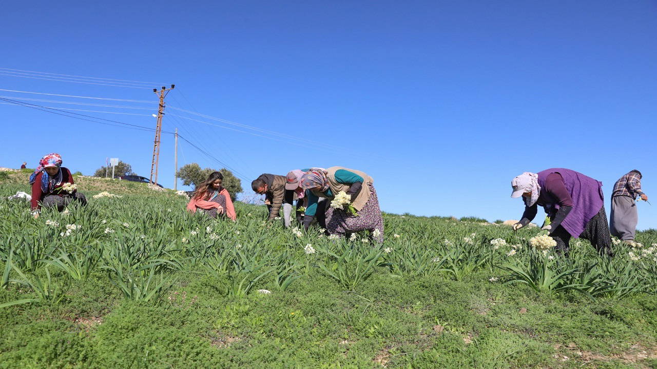 Atıl arazide yetiştirildi, üretim 10 kat arttı!