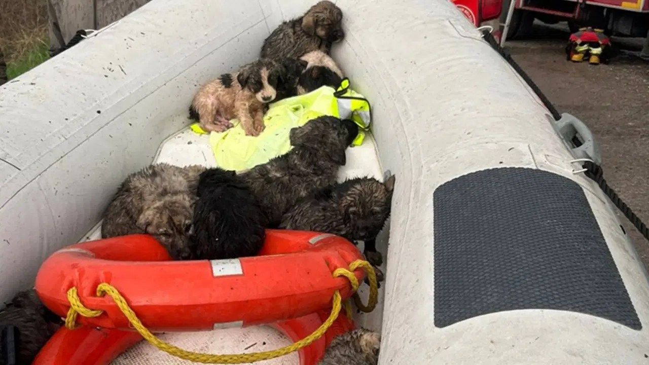 Yer: Manisa... Çaya düşen 9 köpek yavrusu kurtarıldı