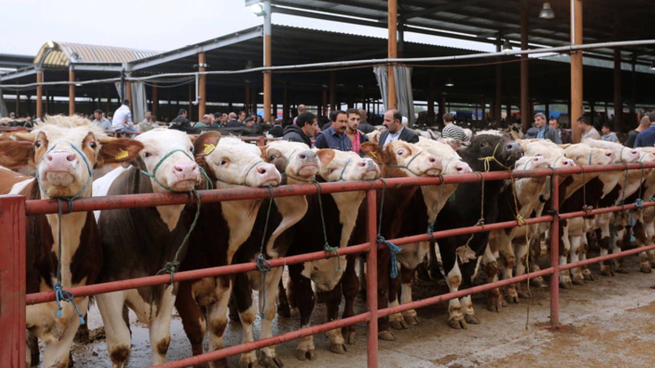 Bakanlık talimat vermişti... Hayvan pazarı geçici süreyle kapatıldı