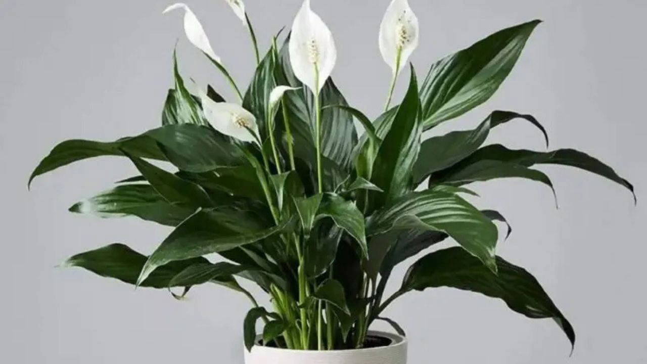 Doğal ferahlığın etkili yolu: Evin havasını tertemiz yapan 7 bitki