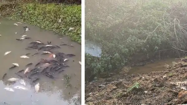 Arnavutköy'de 'toplu balık ölümüne' neden olan işletmelere ceza yağdı