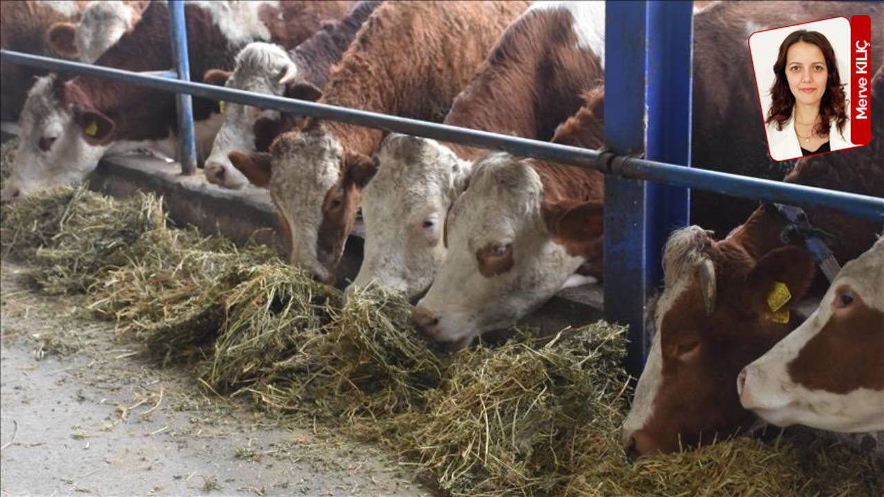 Şap arttı, bakanlık ‘yeni serotip’ dedi: ‘Rakam yok, destek yok’