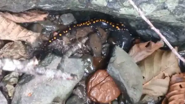 Nesli koruma altında... Şavşat’ta görüntülendi!