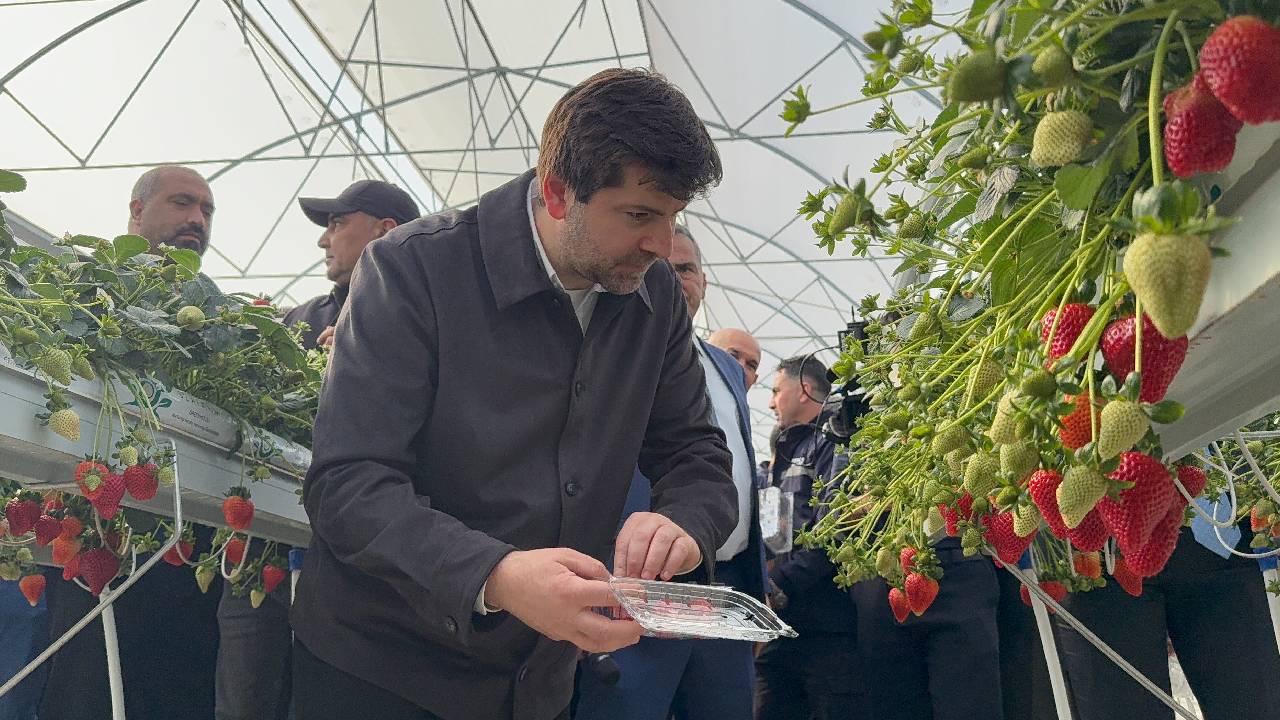Topraksız, hormonsuz, doğal: İlk hasadı belediye başkanı yaptı...
