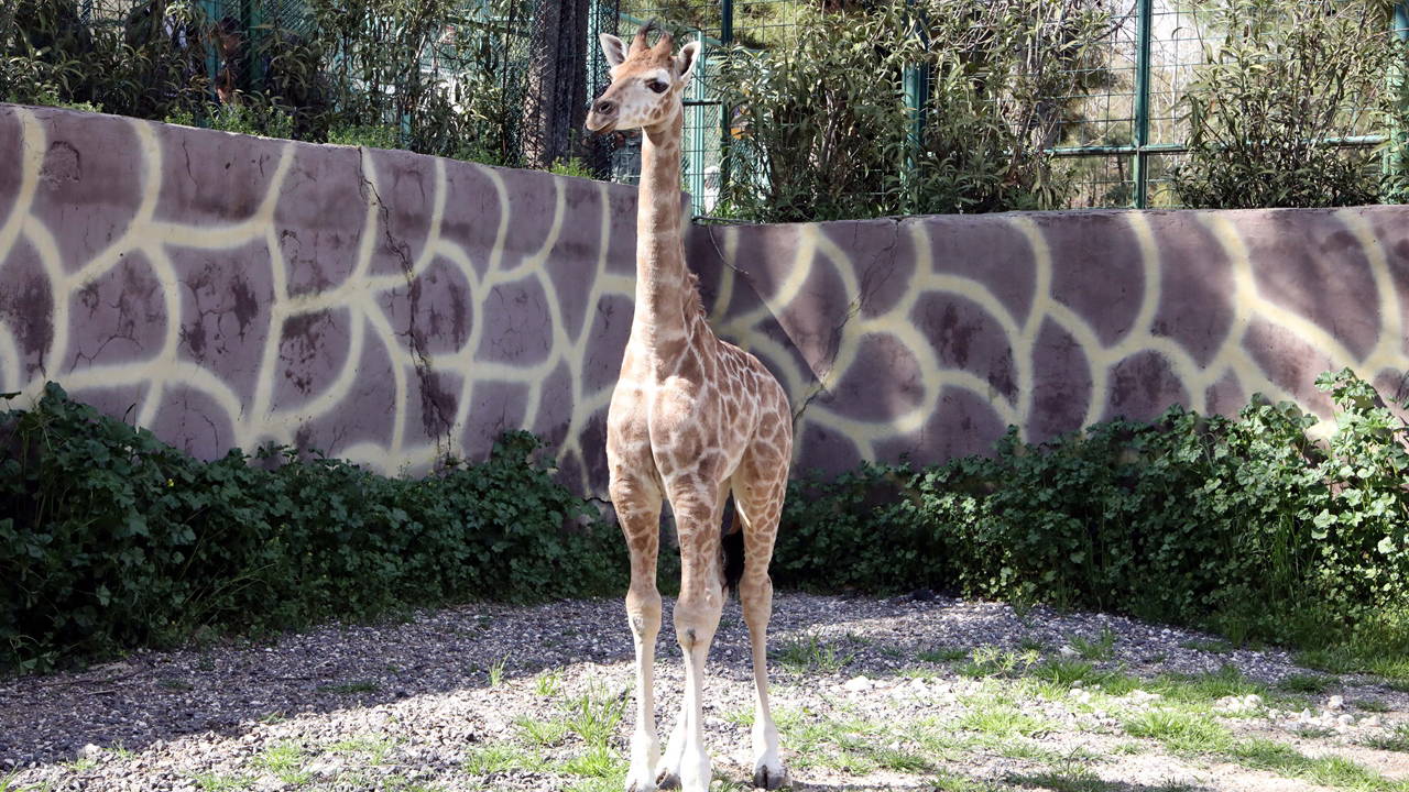 Türkiye’de doğan ilk zürafanın ismi anketle belli olacak