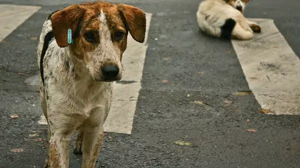 Uşak Valiliği'nden sahipsiz hayvanların öldürülüp gömüldüğü iddiasına inceleme