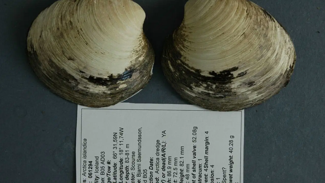 Bilim dünyasını sarsan keşif: 507 yıl yaşadı, bulunduğu gün öldü