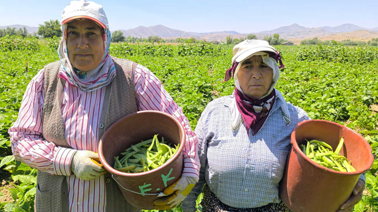 Hasadı sabahın ilk ışıklarından geç saatlere kadar sürüyor: Kilosu 20 TL