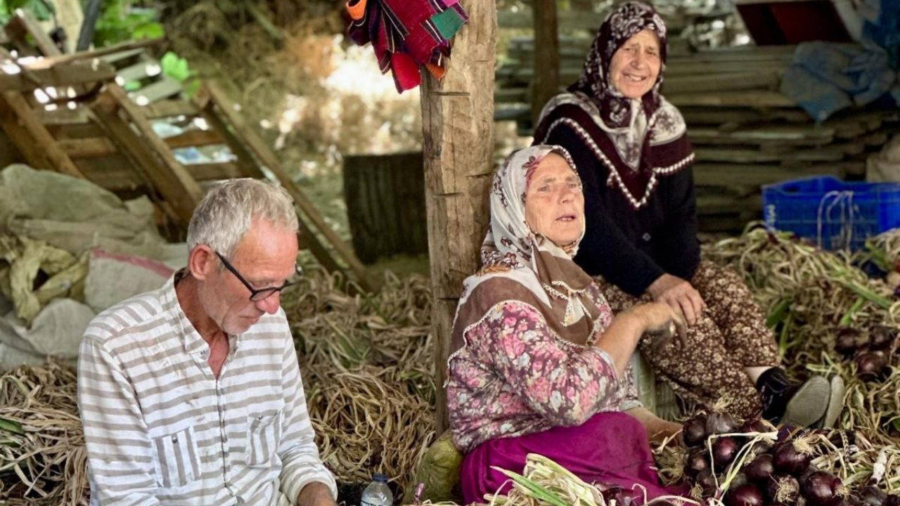 Kapıdağ'da sezonun ilk hasadı başladı
