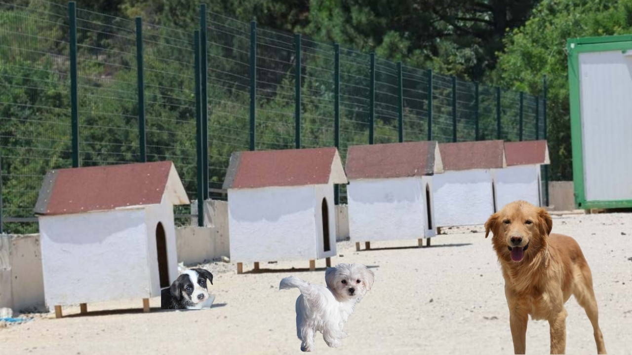 Safranbolu Belediyesi sokak hayvanları için yapılan bakımevini genişletti: 'Siz sahiplenene kadar, biz ev sahipliği yapıyoruz'