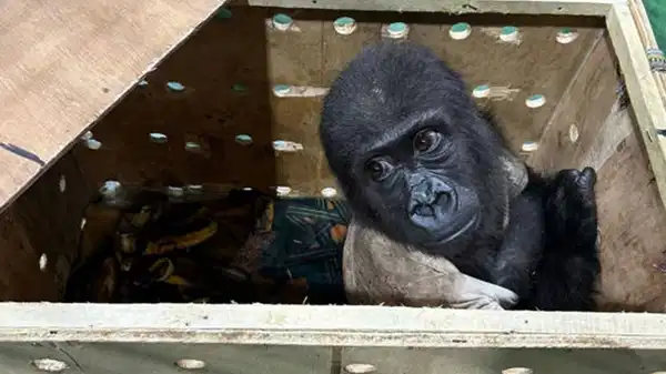 Cumhuriyet gündeme getirdi: Zeytin için yeni karar