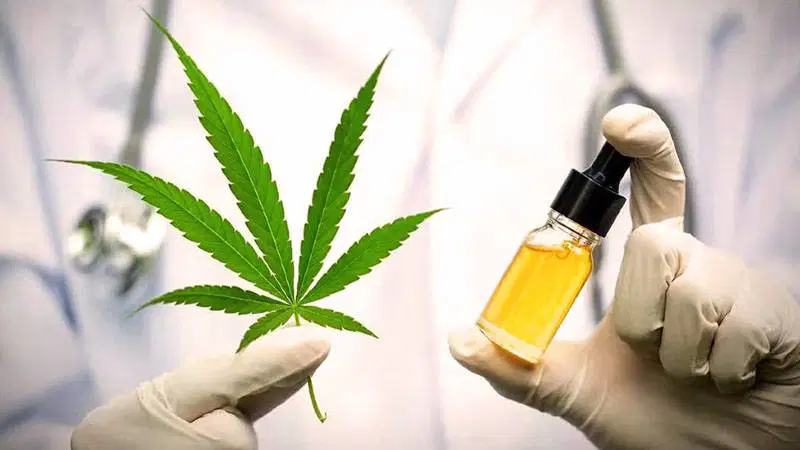 'Tıbbi kenevir' efsanesi çöktü, ezberler bozuldu