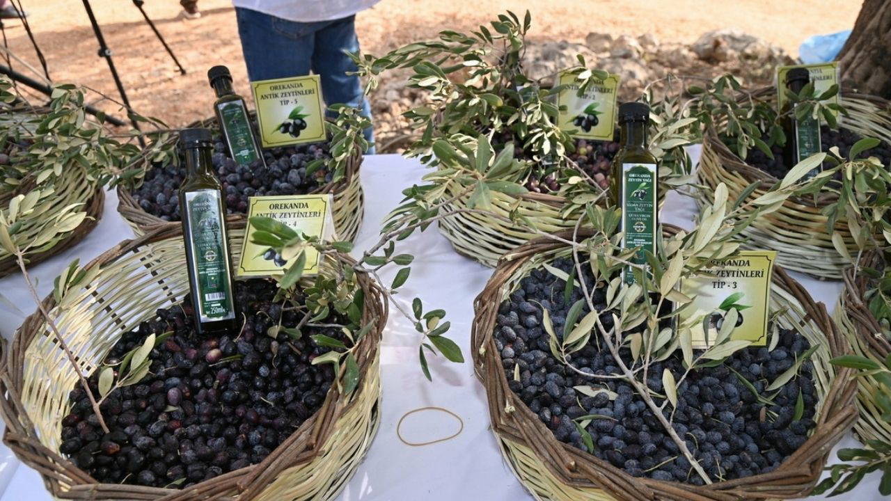Manavgat’ta Zeytin ve Zeytinyağı Festivali’nin ikincisi başlıyor