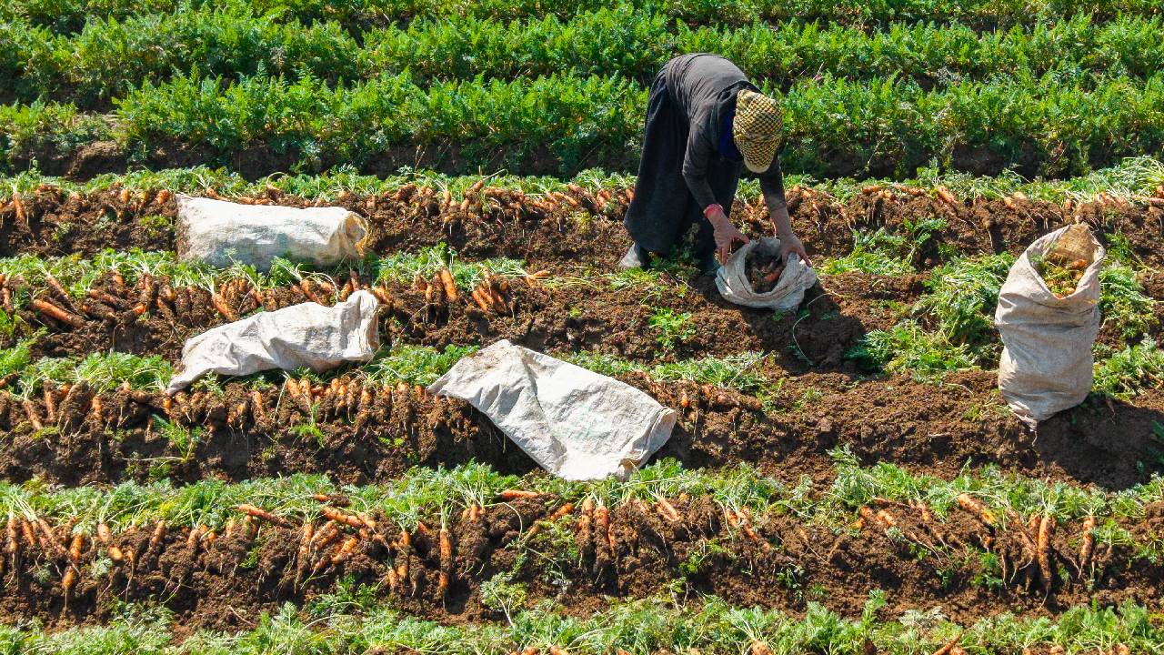 Sabahın ilk ışıklarıyla çamurlu arazilere giriyorlar: Kırıkhan’da hasat maratonu başladı...