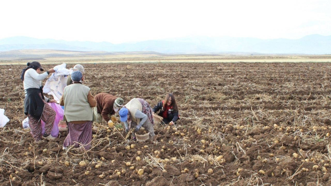 Tercan Ovası'nda hasat sürüyor: Tüm kış sofralarda olacak....