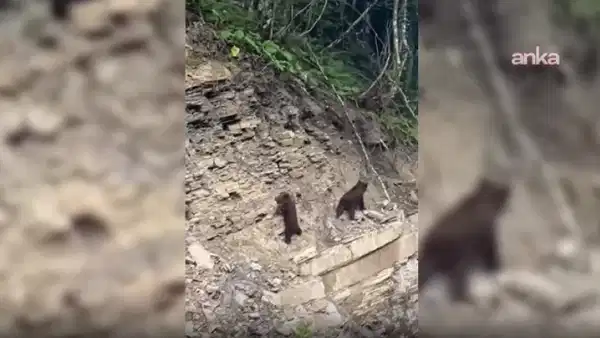Sinop ormanlarında yavru ayılar kameralara yakalandı