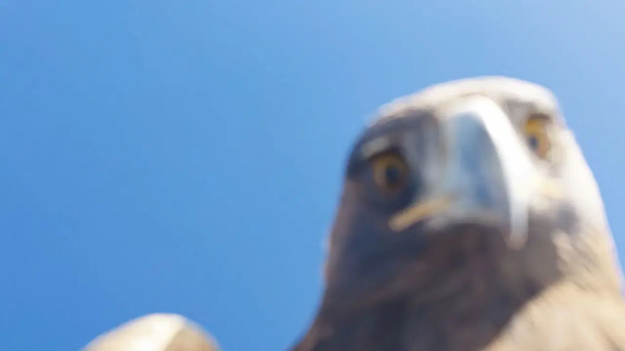 Tunceli’de ilginç olay: Kartal dronu havada kaçırdı