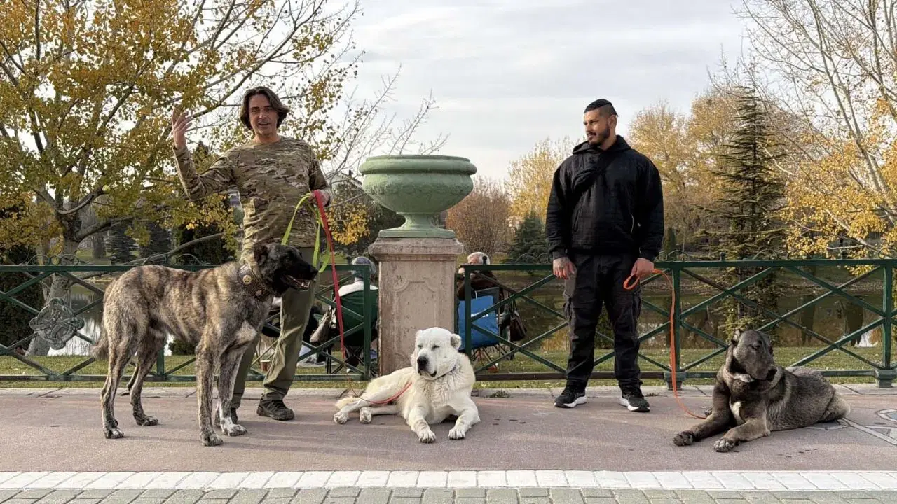Türk çoban köpeklerini dünyaya tanıtıyor