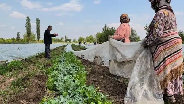 Iğdırlı çiftçi: 'Gençler tarıma ilgi göstermiyor, işçi bulmakta zorlanıyoruz'