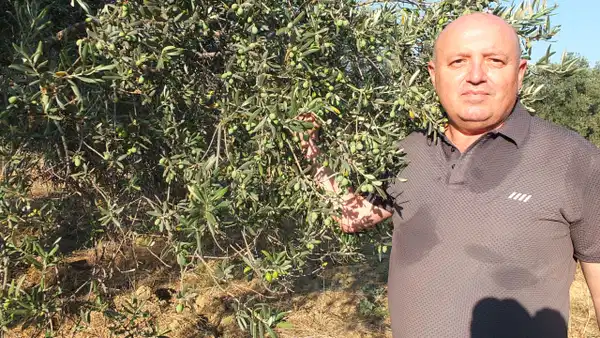 Zeytin üreticisi hasat öncesi destek istiyor: 'Yüksek maliyet üreticiyi zorluyor'