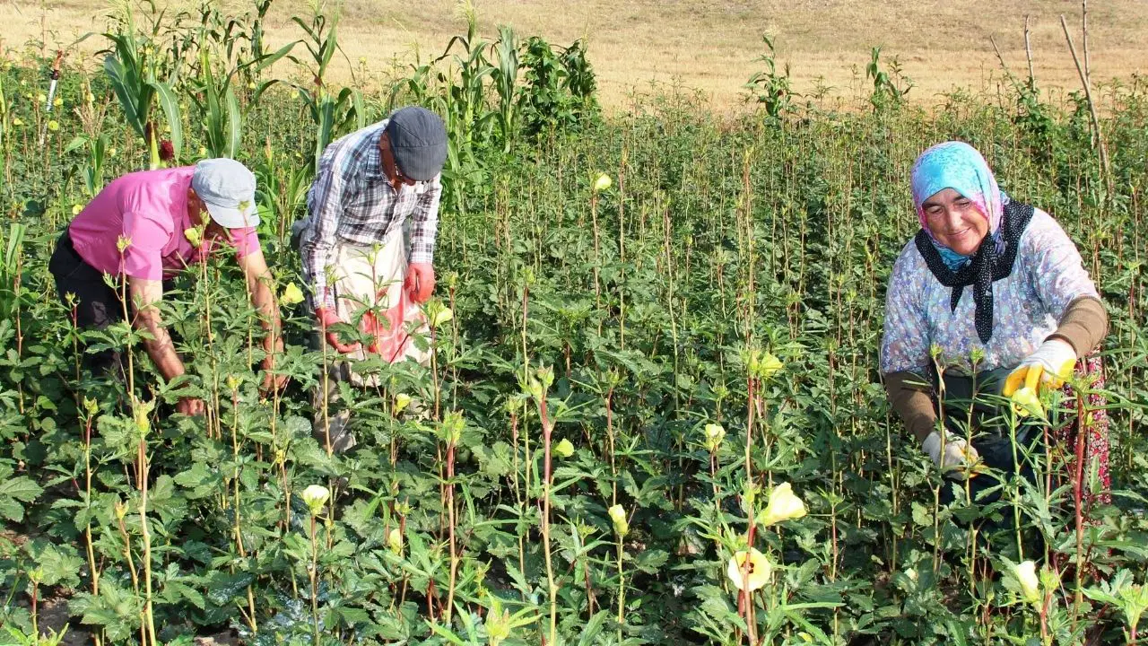 Amasya'nın tescilli çiçek bamyası altın değerinde: Kilosu bin 400 TL'den satılıyor