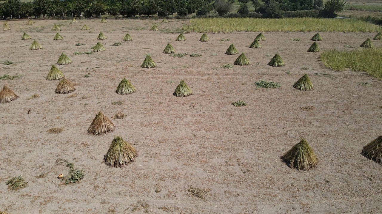 Gökova Körfezi'nin kıyılarında yetişiyor, aromasını "Deli Memet" rüzgarından alıyor!