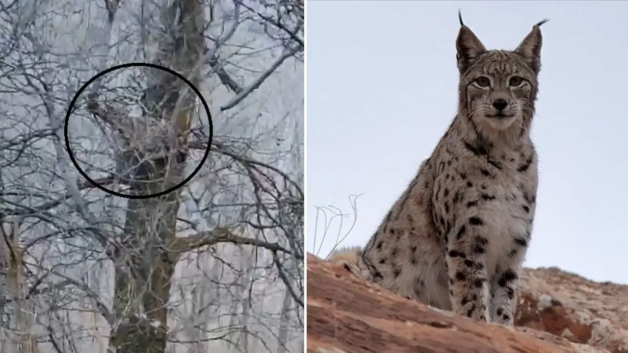 Nesli tehlike altında olan vaşak, ağaçta görüntülendi