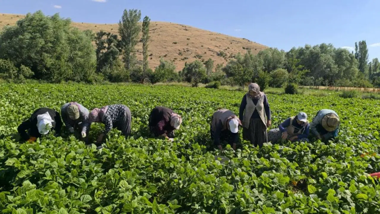 Fasulyede hasat maratonu başladı: Kilogramı 50-60 TL'den alıcı buluyor