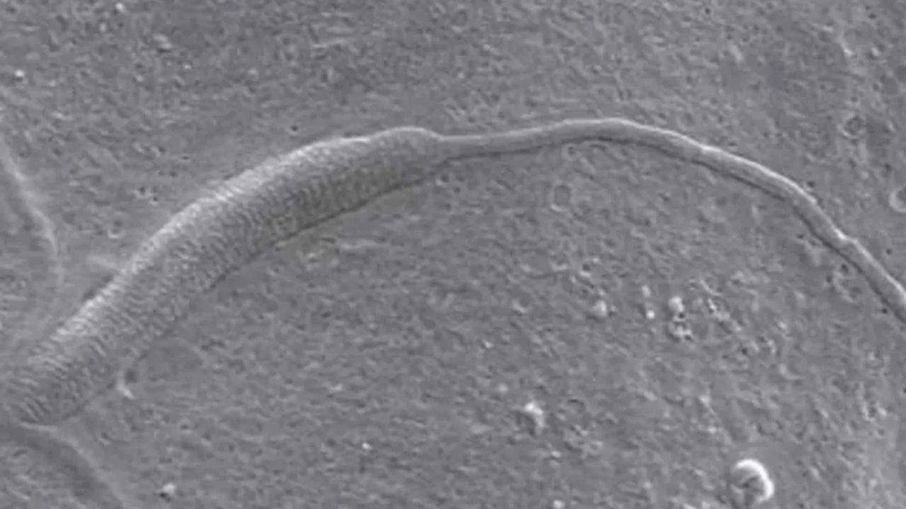 Antarktika'da 50 milyon yaşında sperm bulundu